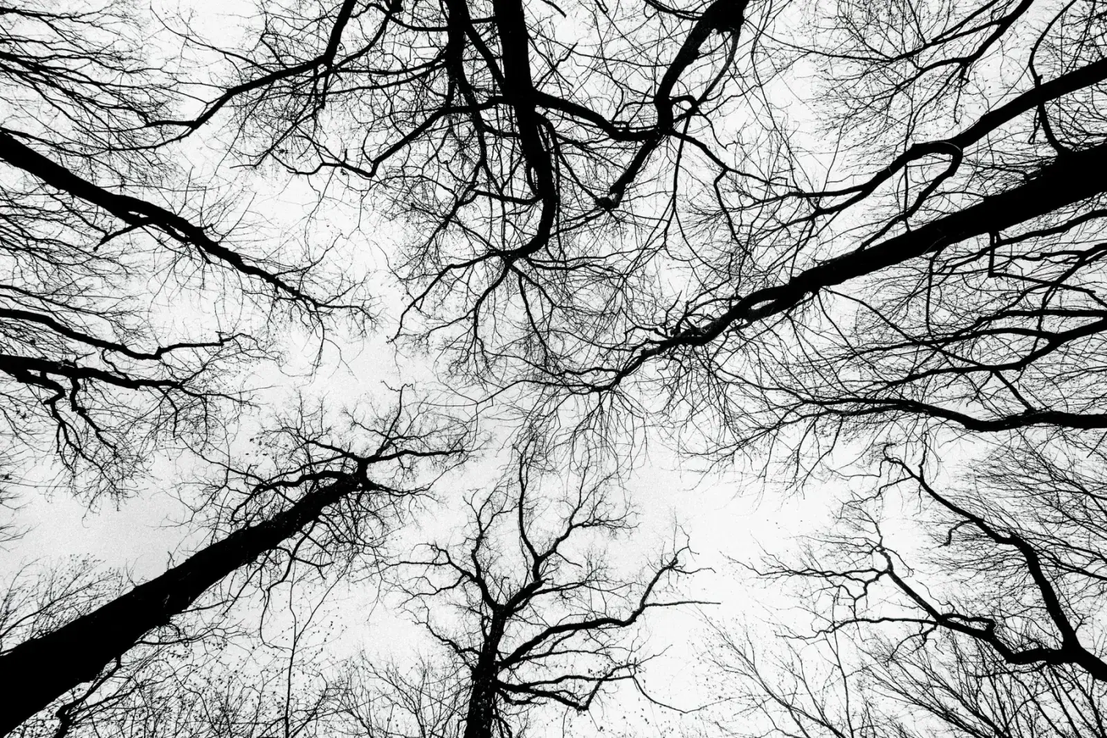 Bare tree branches against a white winter sky, resembling a network of vessels